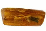 Detailed Fossil Cicada (Hemiptera) In Baltic Amber #102771-1